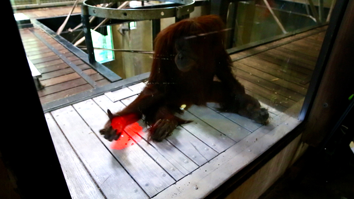 OrangutanKinect